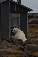 svalbard north pole polar bear breaking a cabin