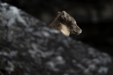svalbard north pole artcic fox hunting