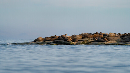 svalbard north pole walrus colony