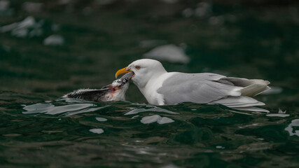 svalbard north pole birds eating a chick in the water