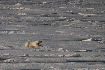 svalbard north pole polar bear feeding on the ice pack
