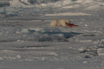 svalbard north pole polar bear feeding on the ice pack