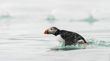 Puffin in Svalbard trying to fly