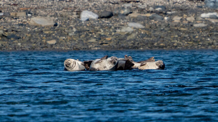 group of funny seals on the water