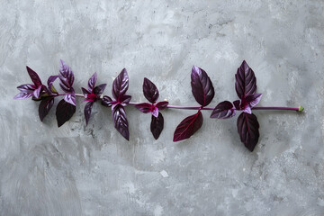 single branch of healthy ripe red basil isolated on grey