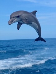 Fototapeta premium Jumping dolphin