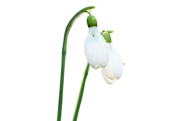 Obraz premium Spring snowdrops white flower in PNG isolated on transparent background