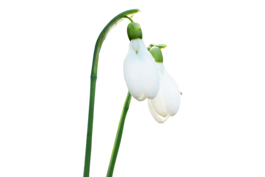 Spring snowdrops white flower in PNG isolated on transparent background