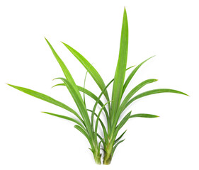 Fototapeta premium Fresh Pandan leaves on transparen png.