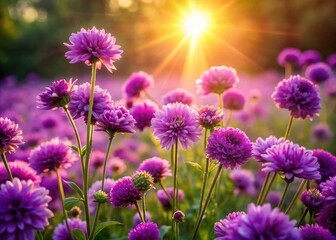 Fototapeta premium Lila Blühende Blume im Detail - Einmalige Nahaufnahme eines Blumenfeldes mit lebendigen lila Blüten, die in der Sonne erstrahlen, ideal für botanische und florale Themen