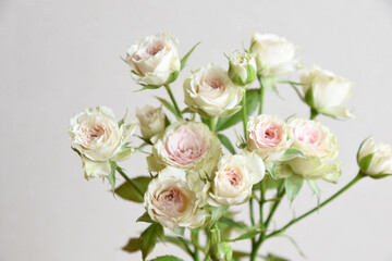 Obraz premium ストロベリーミルフィーユ