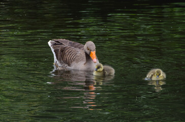 Fototapeta premium Newborn greylag goslings swim with their mother in a park lake.
