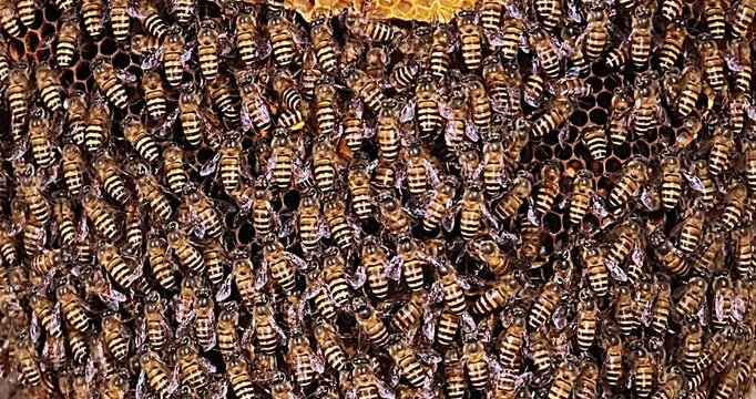 A close-up of a swarm of bees building a nest. taken in Myanmar.