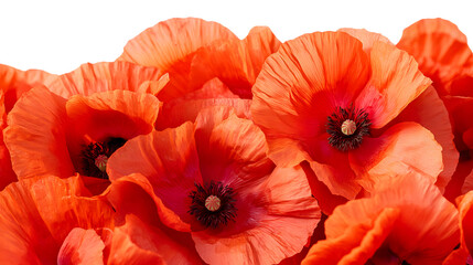 poppy flower isolated on white