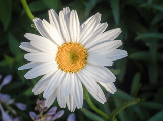 Obraz premium White Daisies in a Green Grassy Field