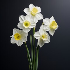 Naklejka premium A narcissus flower, charming and radiant on a pure white backdrop. 