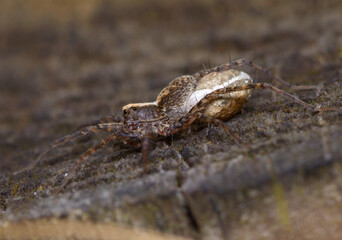 wolf spider Pardosa carrying its cocoon on a tree trunk