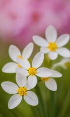 Obraz premium a close-up of several small white flowers with five petals each. The centers of the flowers are bright yellow. The background is blurred, featuring soft shades of pink and green