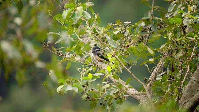 White-eared Sibia perched on a branch and preening