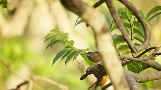 White-eared Sibia taking flight in slow motion