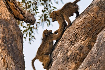 Paviane beim spielen 
