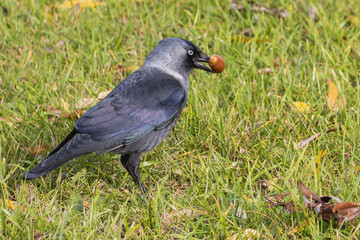 Corvus monedula holding an oak acorn in its beak on the grass on a sunny afternoon in autumn