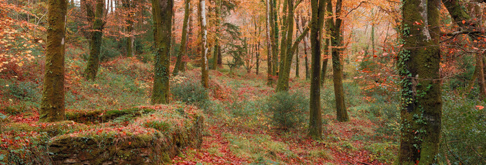 Idless woods autumn scene cornwall uk 