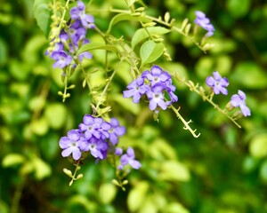 Obraz premium Beautiful golden dewdrop or sinyo nakal small purple flowers isolated on horizontal green leaves background.
