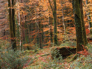 autumnal woodland cornwall England uk 