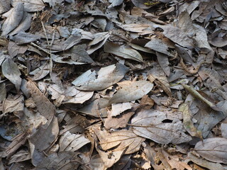 texture, nature, leaves, brown, leaf, wood, autumn, tree, food, mushroom, dry, abstract, dried, plant, pattern, fall, stone, chip, natural