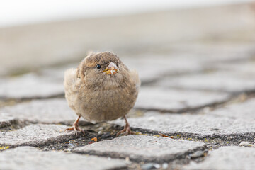 Sparrow sitting on a stone