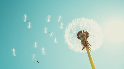 Fototapeta premium Dandelion with seeds blowing away in the wind across a clear blue sky