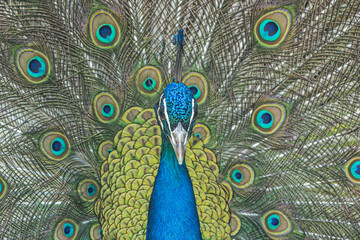 Obraz premium Peacock with feathers