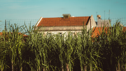 Fototapete bei efototapeten.de bestellen   