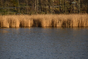 Gold colored reeds are growing at the seaside in sunny autumn day. There is a forest behind the reeds.