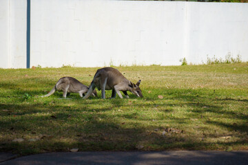 Wallabies eating green grass on the lawn