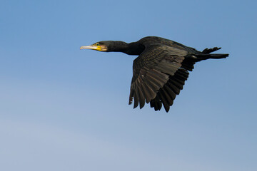 Fototapeta premium Kormoran im Flug im Herbst in Schweden
