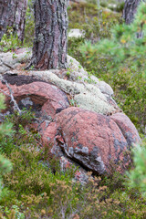 Die Kraft der Bäume, welche sich einen Weg durch die Steine bahnen