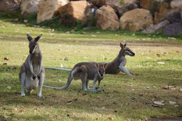 Wallabies eating green grass on the lawn