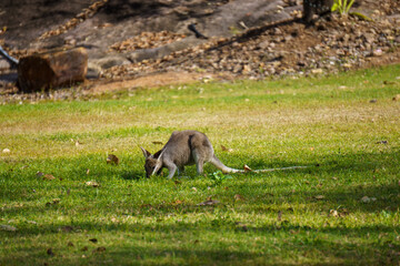 Wallabies eating green grass on the lawn