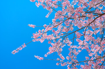 Beautiful Pink Cherry Blossom or Sakura flower blooming in nature blue sky  background