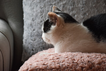 Obraz premium cat on a sofa