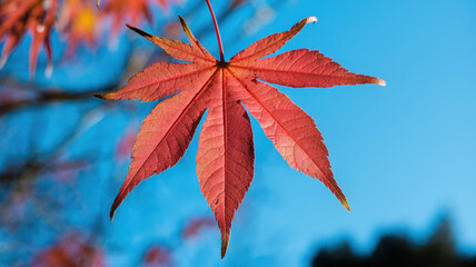Close-up of a vibrant red maple leaf against a clear blue sky, showcasing its intricate structure and vivid colors.