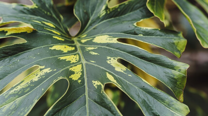 Close-up of a vibrant green monstera leaf featuring striking yellow variegation, showcasing its unique texture and natural beauty.