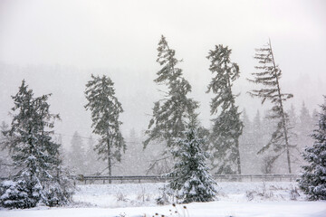 Roadside trees in the snowstorm, Harghita County, Romania.