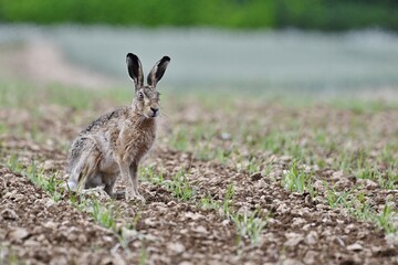 A Hare sat on farmland.