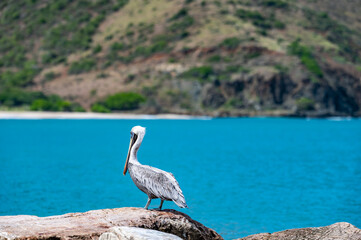 A pelican is standing on a rock near the water