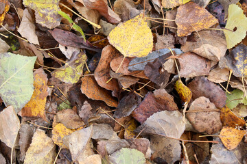  A detailed close-up of vibrant fallen autumn leaves in shades of yellow, brown, and green, showcasing the beauty of the fall season