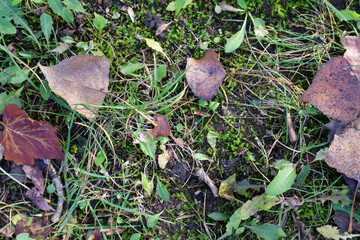 Close-up of autumn leaves scattered on a mossy forest floor, showcasing the beauty of seasonal foliage