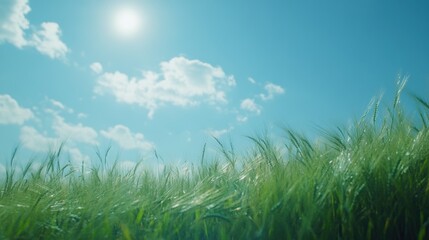 Obraz premium green grass and blue sky